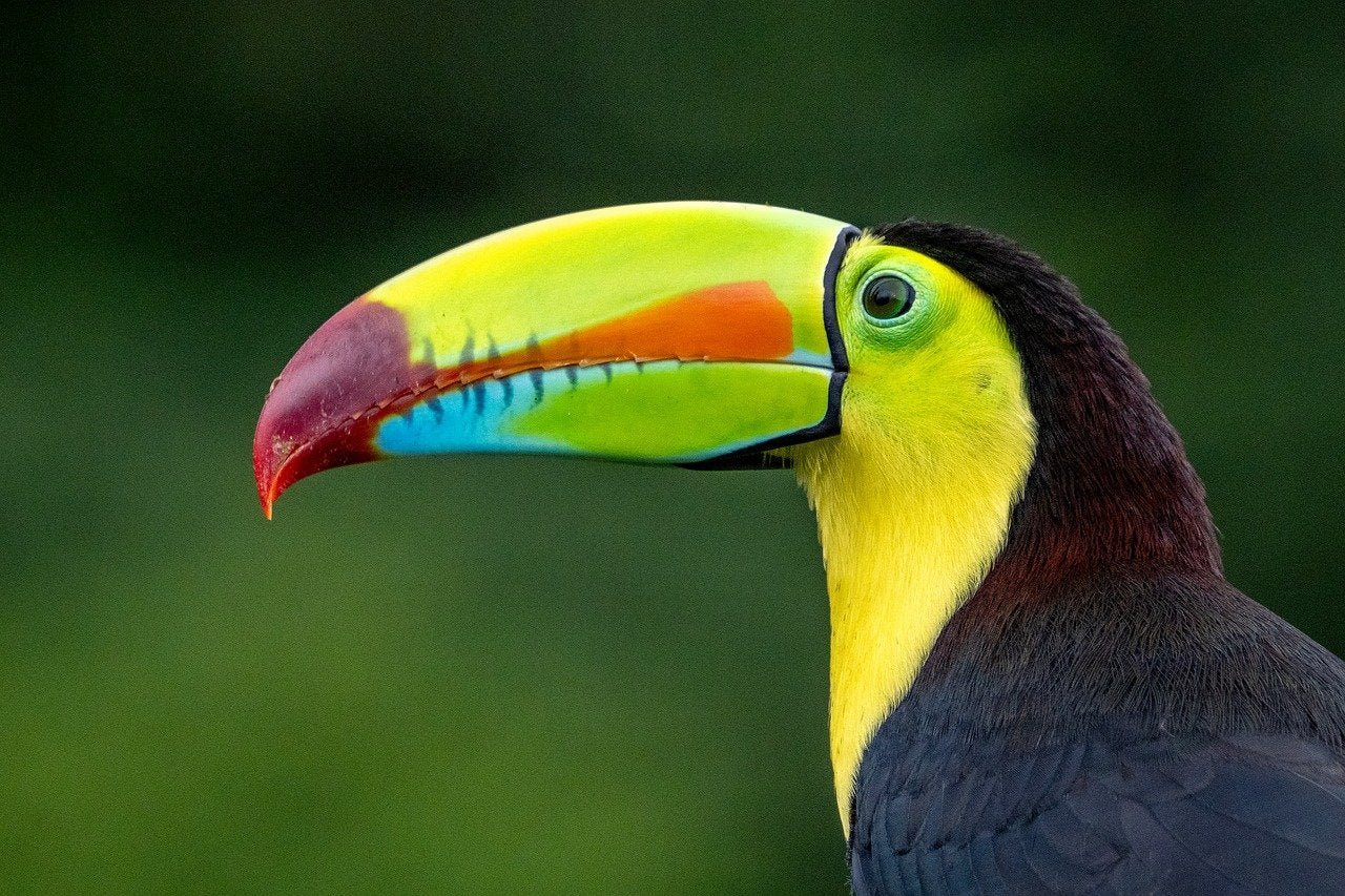 Costa Rica: wilde Natur und weite Strände im Herzen Mittelamerikas
