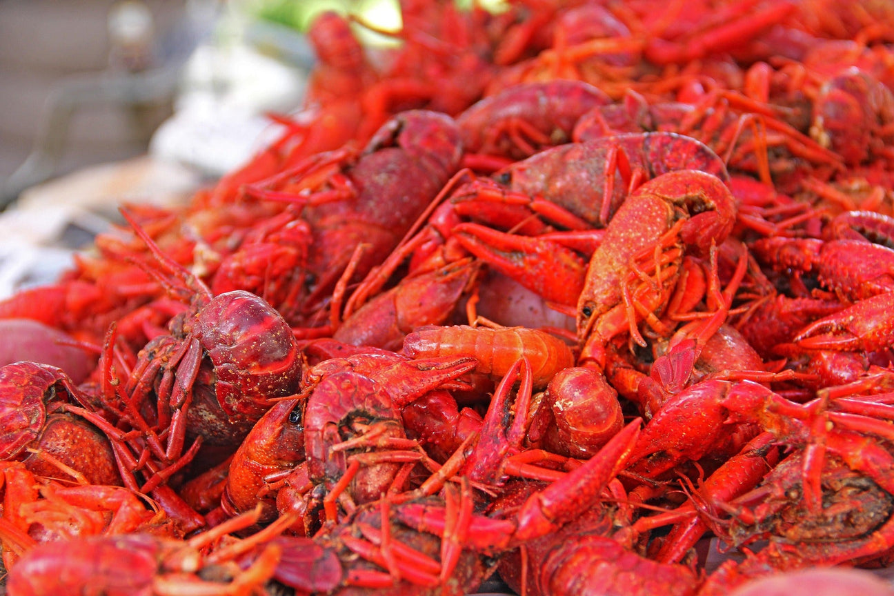 Louisiana: New Orleans und die Highlights des Bundesstaates entdecken
