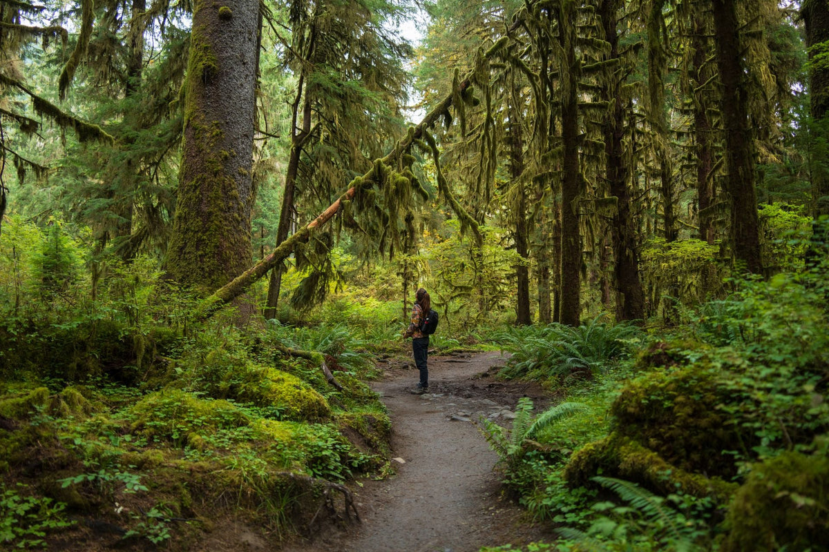 Olympic-Nationalpark: die 5 Top-Highlights im Nordwesten
