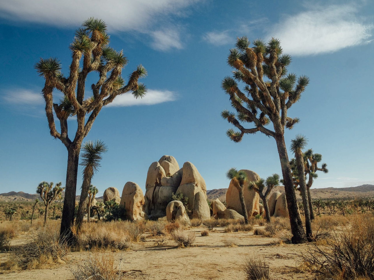Joshua Tree National Park: Kaliforniens Natur erforschen